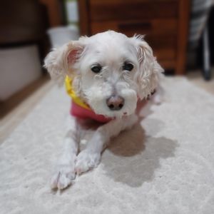 Meet your Posher, Monique